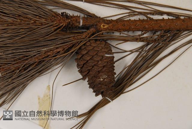 臺灣二葉松藏品圖，第3張