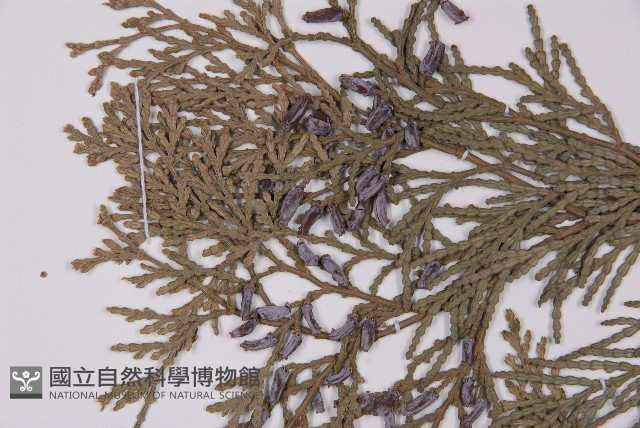台灣肖楠藏品圖，第4張