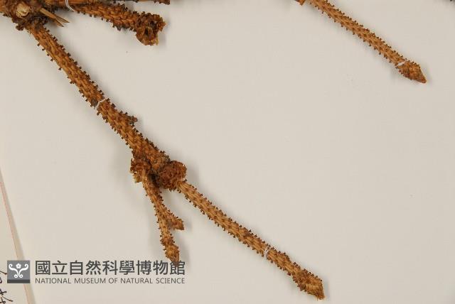 白扦藏品圖，第4張