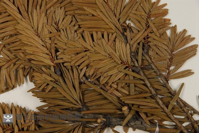 臺灣油杉藏品圖，第4張