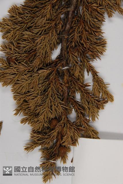 香青藏品圖，第4張