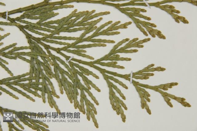 台灣肖楠藏品圖，第4張