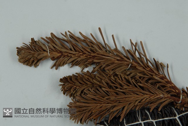 川滇冷杉藏品圖，第4張