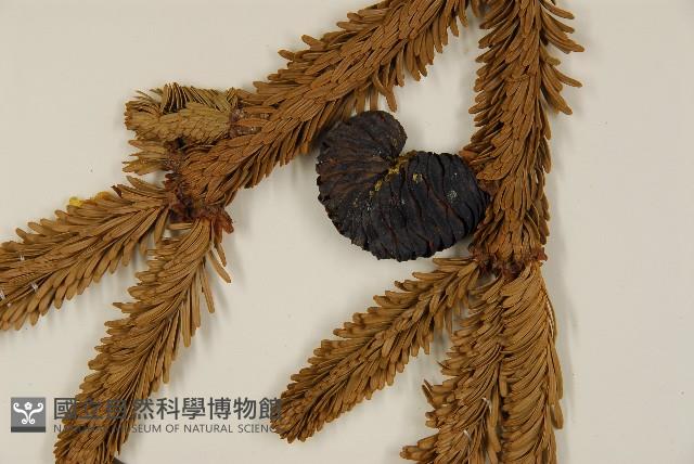 臺灣冷杉藏品圖，第3張