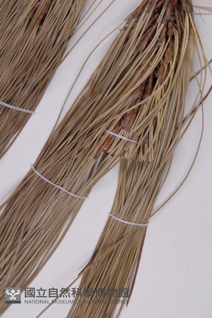 雲南松藏品圖，第4張