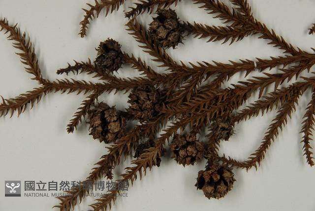 柳杉藏品圖，第4張