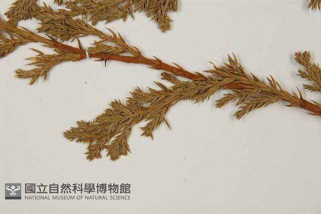 偃柏藏品圖，第4張