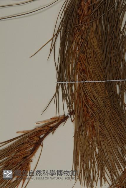 登錄號:G001008藏品圖，第4張