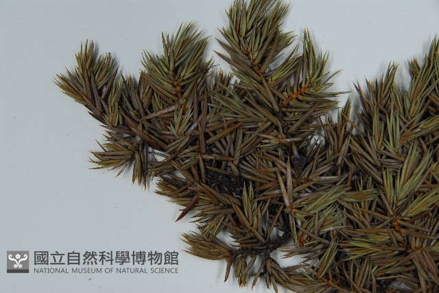 刺柏藏品圖，第4張
