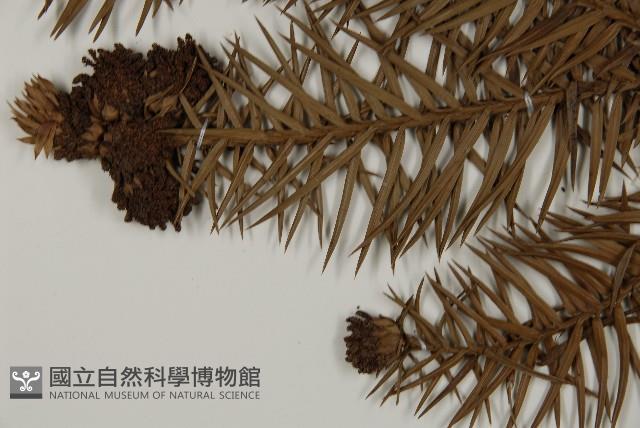 杉木藏品圖，第4張