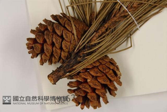 臺灣二葉松藏品圖，第3張