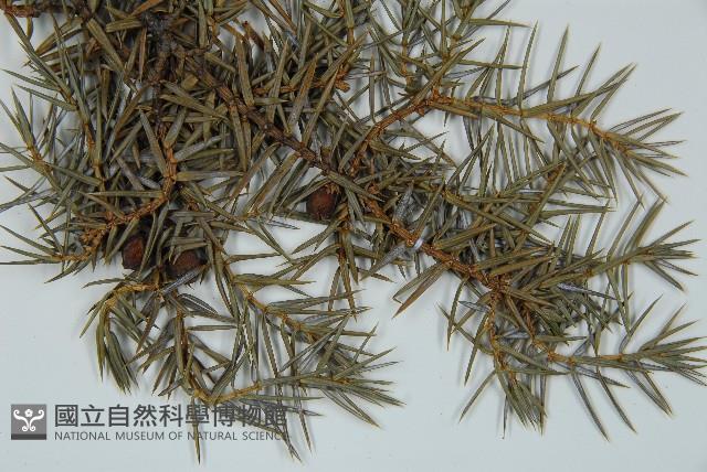 刺柏藏品圖，第4張