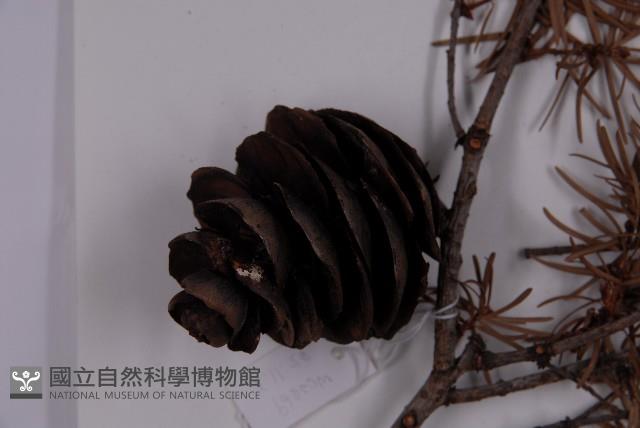 臺灣黃杉藏品圖，第3張