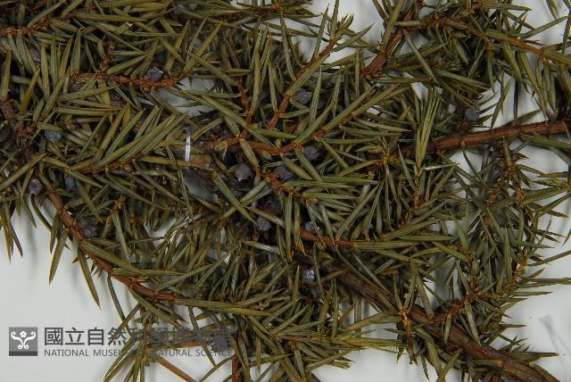 刺柏藏品圖，第4張