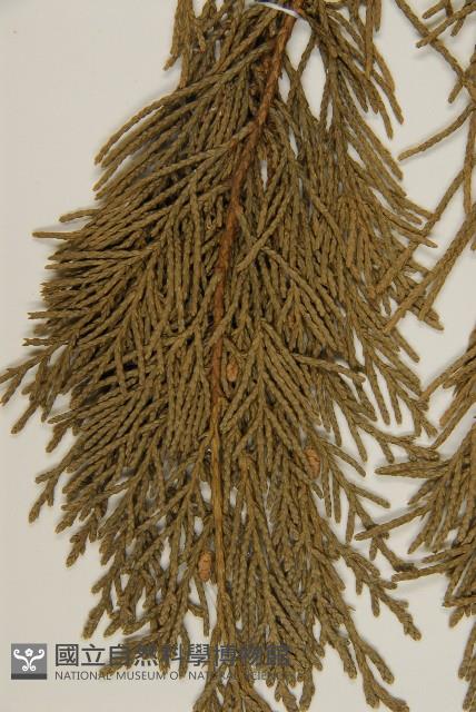 檜柏藏品圖，第4張