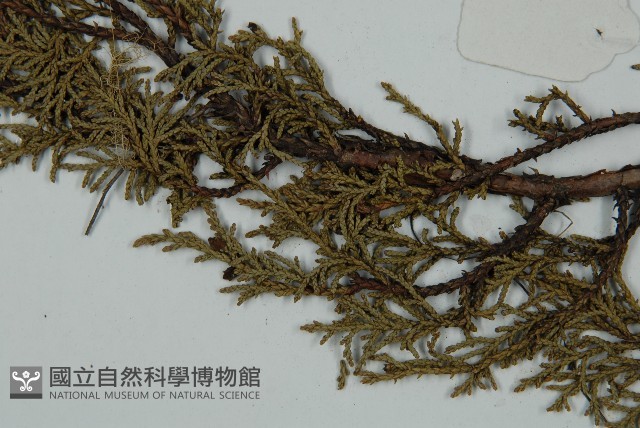 滇藏方枝柏藏品圖，第4張
