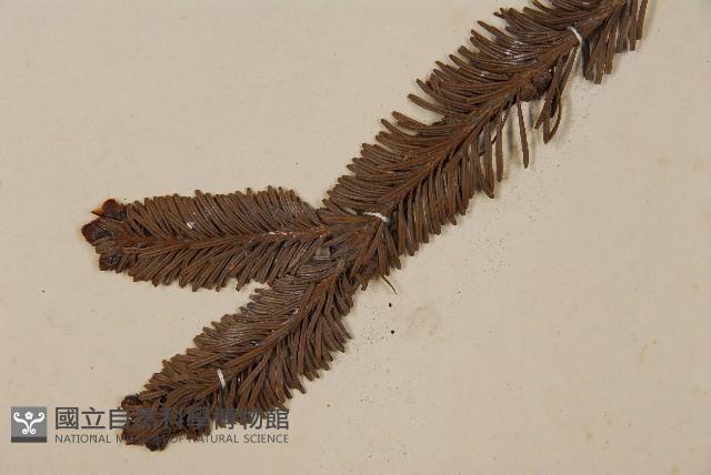 臺灣冷杉藏品圖，第4張