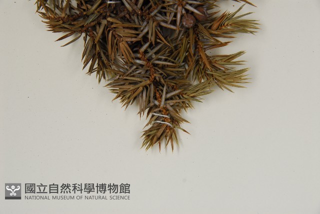 刺柏藏品圖，第4張
