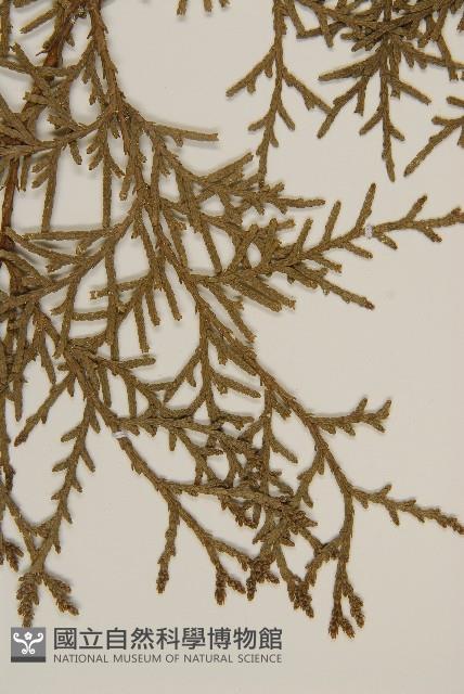 側柏藏品圖，第4張