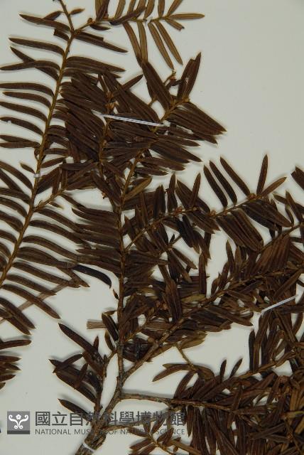 臺灣紅豆杉、紫杉、南方紅豆杉藏品圖，第4張