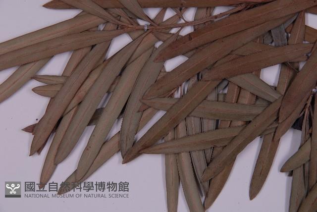 大葉羅漢松藏品圖，第4張