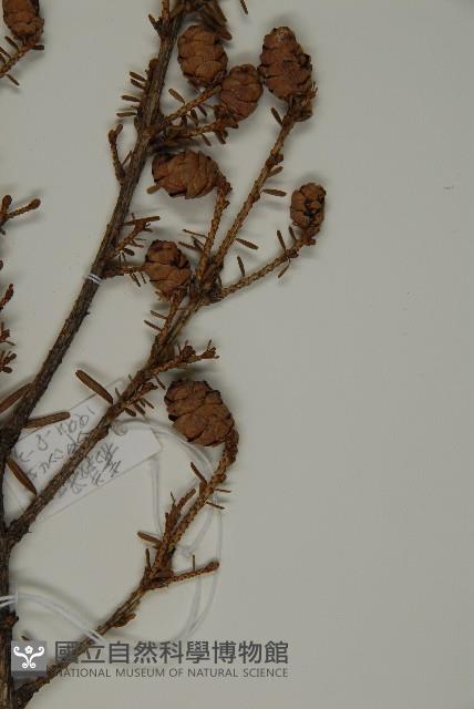 臺灣鐵杉藏品圖，第4張