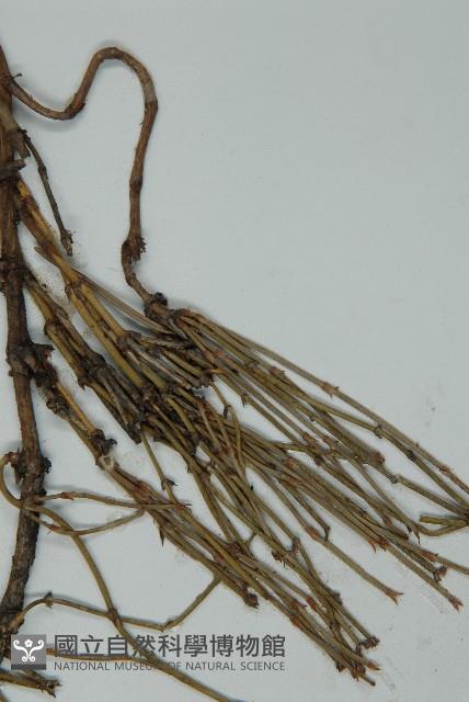 匍枝兩江麻黃藏品圖，第4張