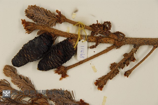 臺灣冷杉藏品圖，第3張