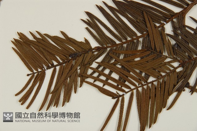 粗榧藏品圖，第4張