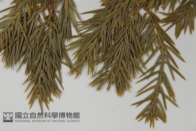 刺柏藏品圖，第4張