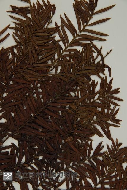 臺灣紅豆杉、紫杉、南方紅豆杉藏品圖，第4張