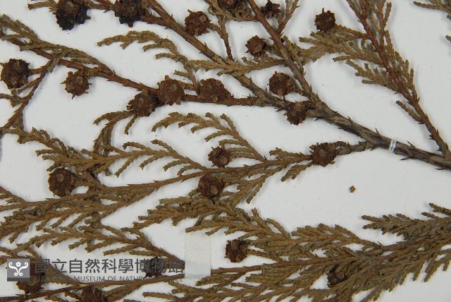 柏木、柏樹藏品圖，第4張