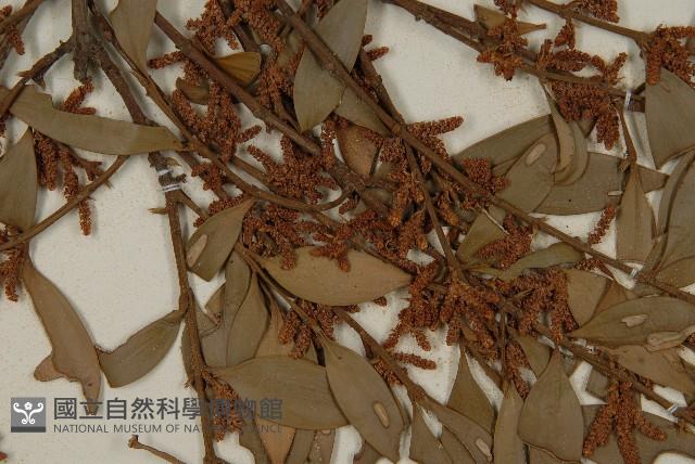 竹柏藏品圖，第3張