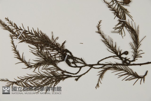 水松、廣東杉藏品圖，第4張