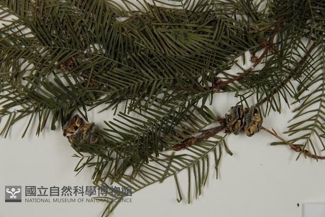 水杉藏品圖，第4張