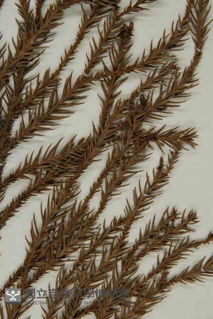 柳杉藏品圖，第4張