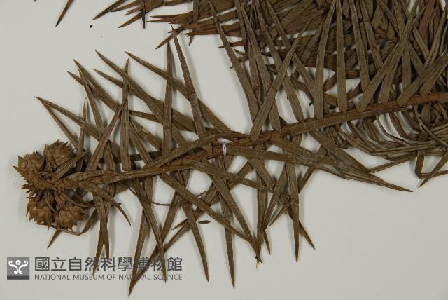 杉木藏品圖，第4張