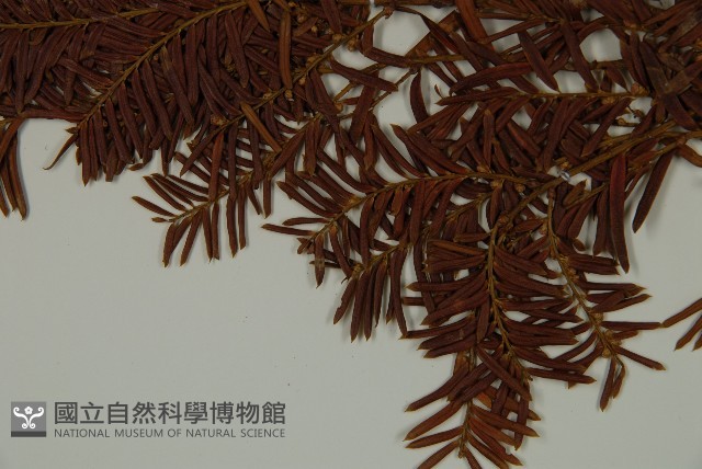 臺灣紅豆杉、紫杉、南方紅豆杉藏品圖，第4張