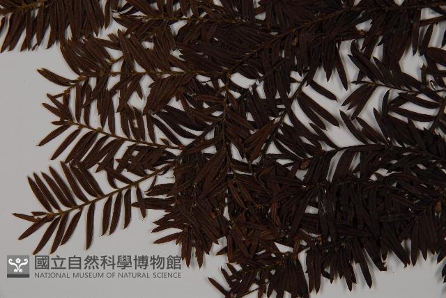 臺灣紅豆杉、紫杉、南方紅豆杉藏品圖，第4張
