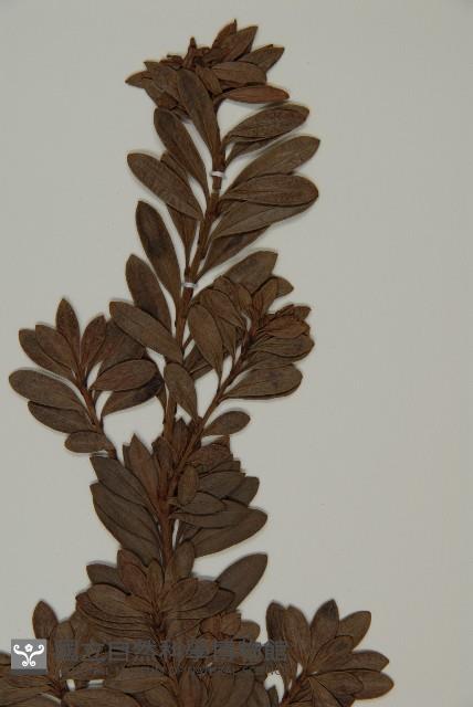 小葉漢松藏品圖，第4張