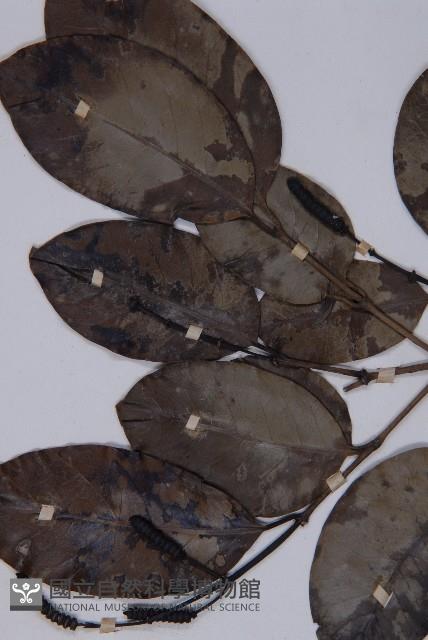 買麻藤藏品圖，第4張