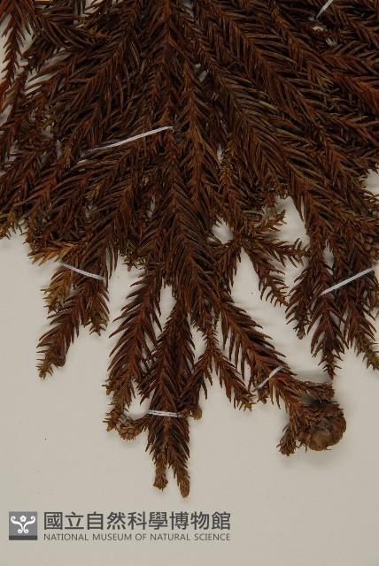 柳杉藏品圖，第4張