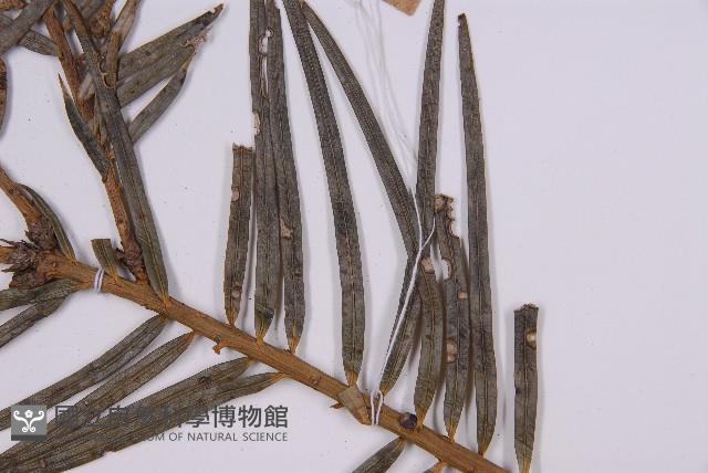 三尖杉藏品圖，第4張