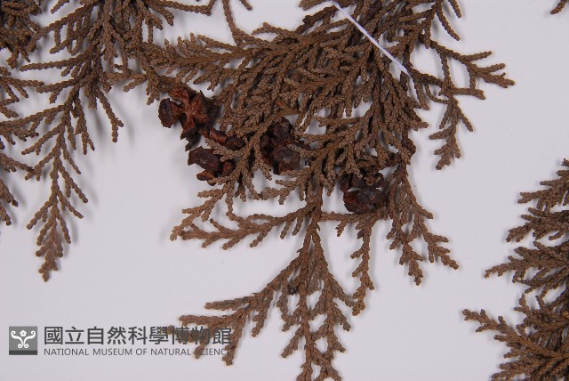 臺灣扁柏藏品圖，第4張