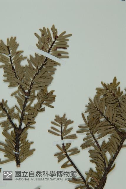 蒼山冷杉藏品圖，第4張