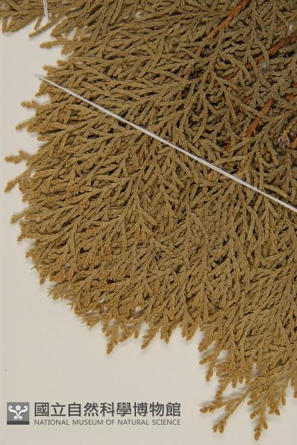 側柏藏品圖，第4張