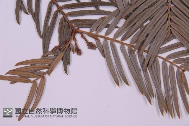 臺灣粗榧、台灣三尖杉藏品圖，第4張