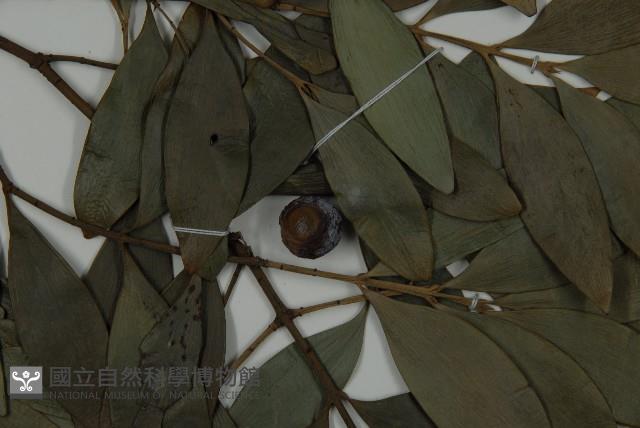 竹柏藏品圖，第3張