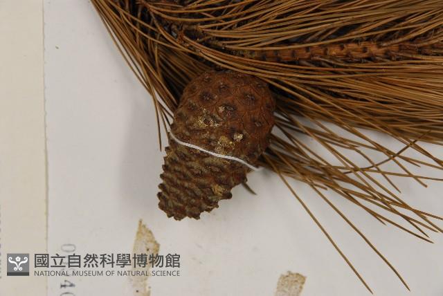 臺灣二葉松藏品圖，第3張