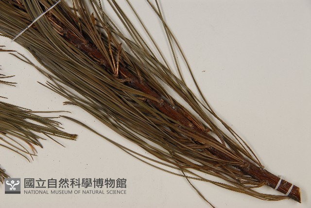華山松藏品圖，第4張